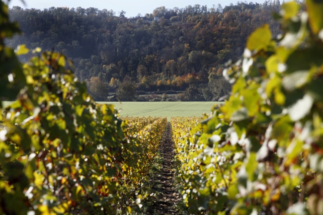 Champagne SONNETTE-PETIT - 